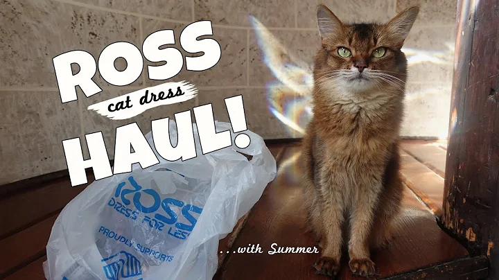 Video 11317031: cat feline, cat pets, somali cat