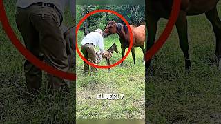 The Mother Horse Had a Beautiful Reaction #horse