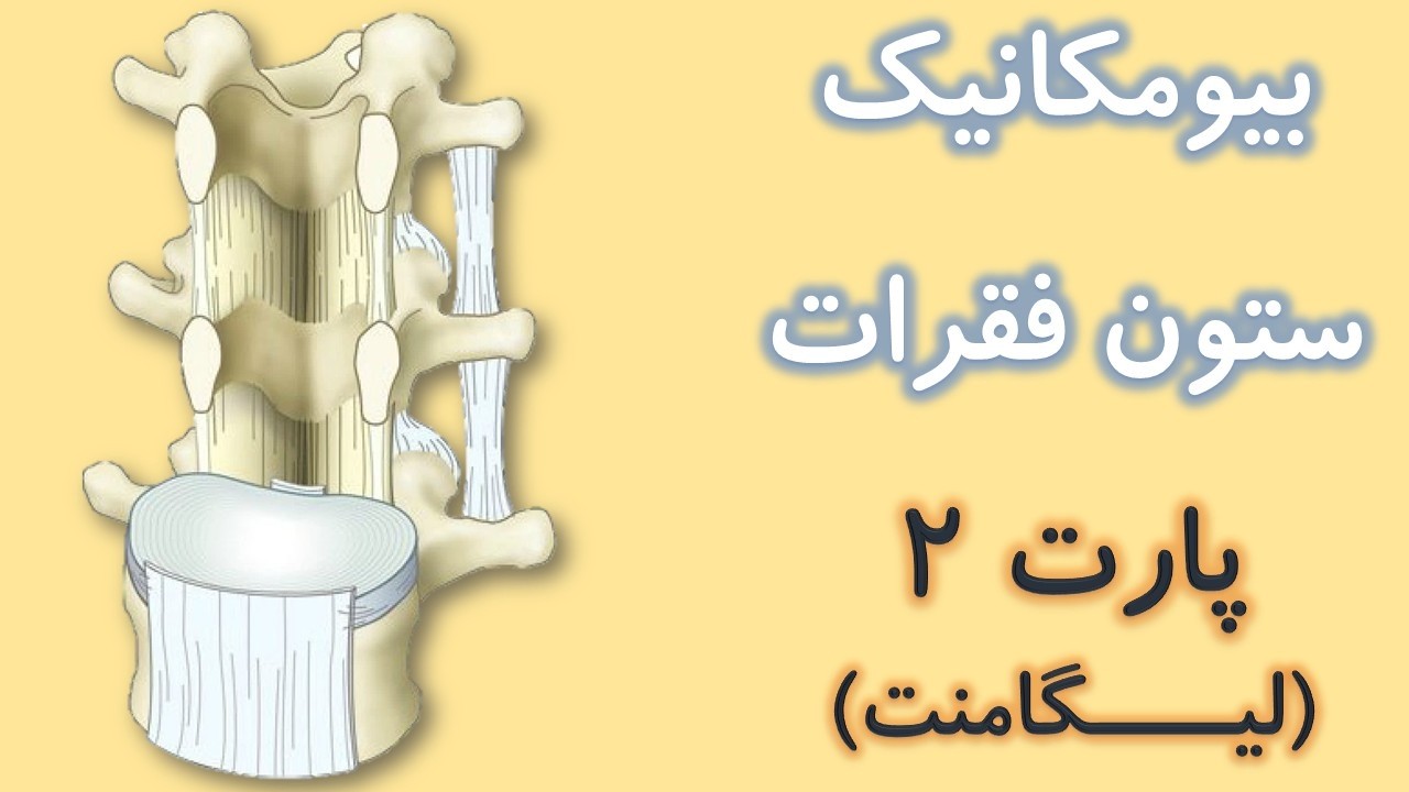 صفر تا صد لیگامنت های ستون فقرات (بیومکانیک اسپاین) از کینزیولوژی نیومن