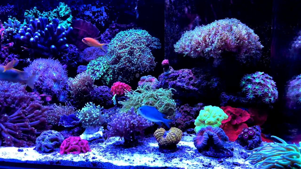 Błędy akwarystki morskiej.