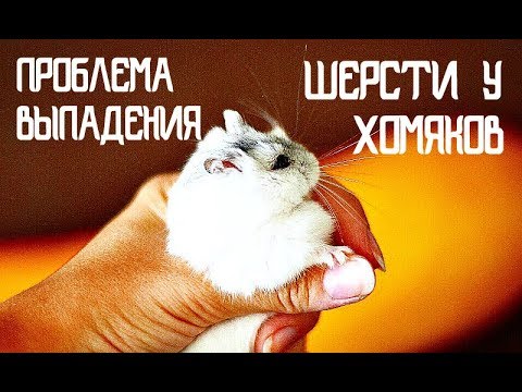 ПРОБЛЕМА ВЫПАДЕНИЯ ШЕРСТИ У ХОМЯКОВ | В ЧЕМ ПРИЧИНА? | KEKC CHANNEL