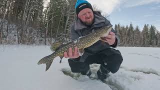 Purva ezers — pēdējā līdaku cope pirms nārsta! 