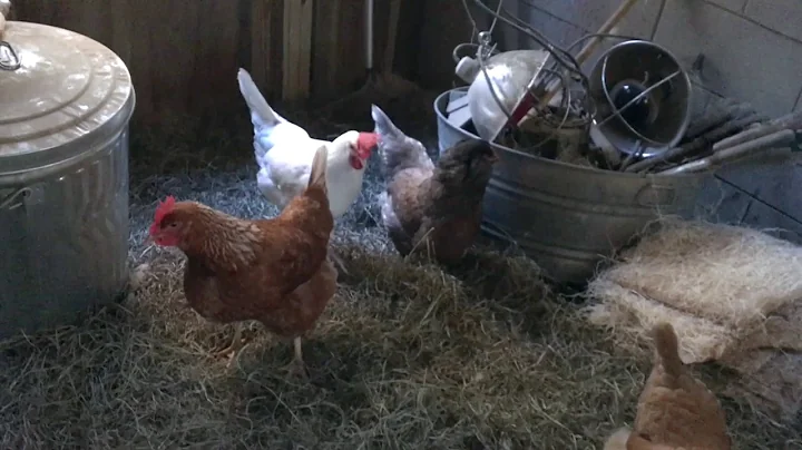Suzanne's Urban Chickens