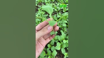Hướng dẫn cấy cây con giống CẢI THÌA một cách đơn giản nhất