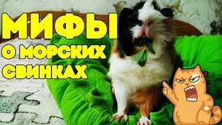 МИФЫ О МОРСКИХ СВИНКАХ. ЗАЧЕМ БЬЮТ МОРСКИХ СВИНОК??? О_О