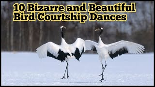10 Bizarre and Beautiful Bird Courtship Dances|#birds #nature #naturelovers #animals #wildlife #4k