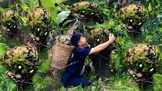 Harvest forest fruits and bring them to the market to sell and dry bamboo shoots | forest boy