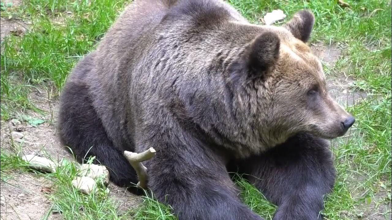Сила Медведя. Сольфеджио частоты, МаtрицыГаряева. Прислушайтесь к ...