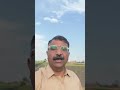 Amazing Chili Varieties 🌶️#shortsvideo #greenchilli #agriculture #shortsvideo