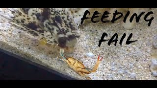 Bat fish feeding fail