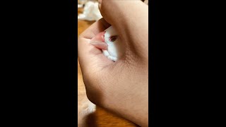 【白文鳥】飼い主の手の中で眠る文鳥　すず【Java sparrow】Java sparrow sleeping in my hands　#shorts