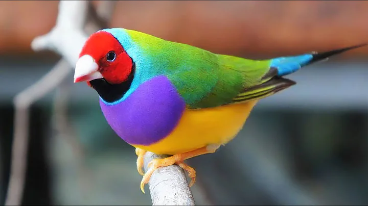10 Most Beautiful Finches in the World