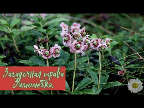 Video: Zimolyubka