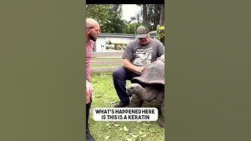 Everything You Need to Know About a Tortoise