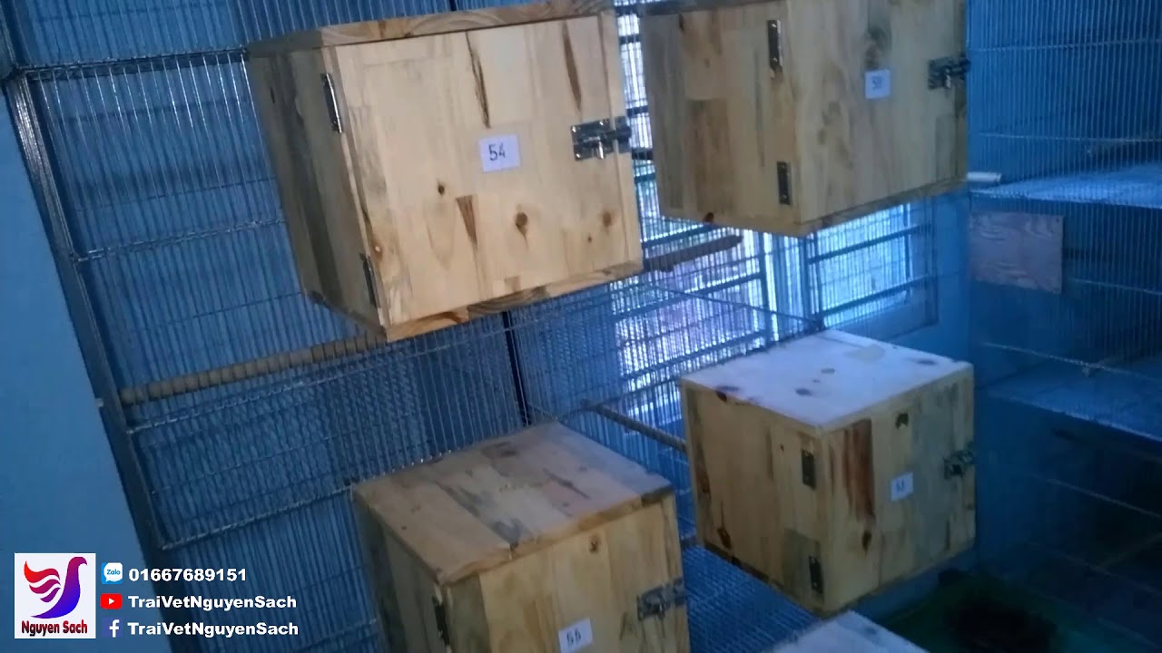 ✅ Tham Quan Mô Hình Nuôi Chim Yến Phụng Sinh Sản || Nguyên Sách – Tập 38