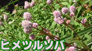 庭にある草花　ヒメツルソバ　Persicaria capitata
