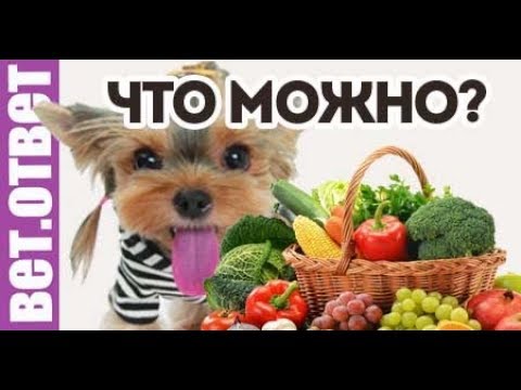 Какие фрукты и овощи можно собаке? Итоги розыгрыша.