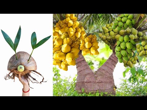 Unique skill Technique Discover How Grafting coconut Tree grow faster