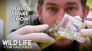 Deadliest Job in the World - Snake Milker | Full Episode | Wildlife of Tim Faulkner