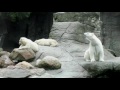 Malik the Polar Bear recognizes her cubs are getting tired, at Aalborg Zoo, Denmark