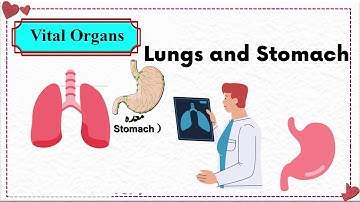 Vital Organs | Lungs | Stomach | Part-2 Grade 4 | Unit-1 | General Science | SNC | PEN Academy