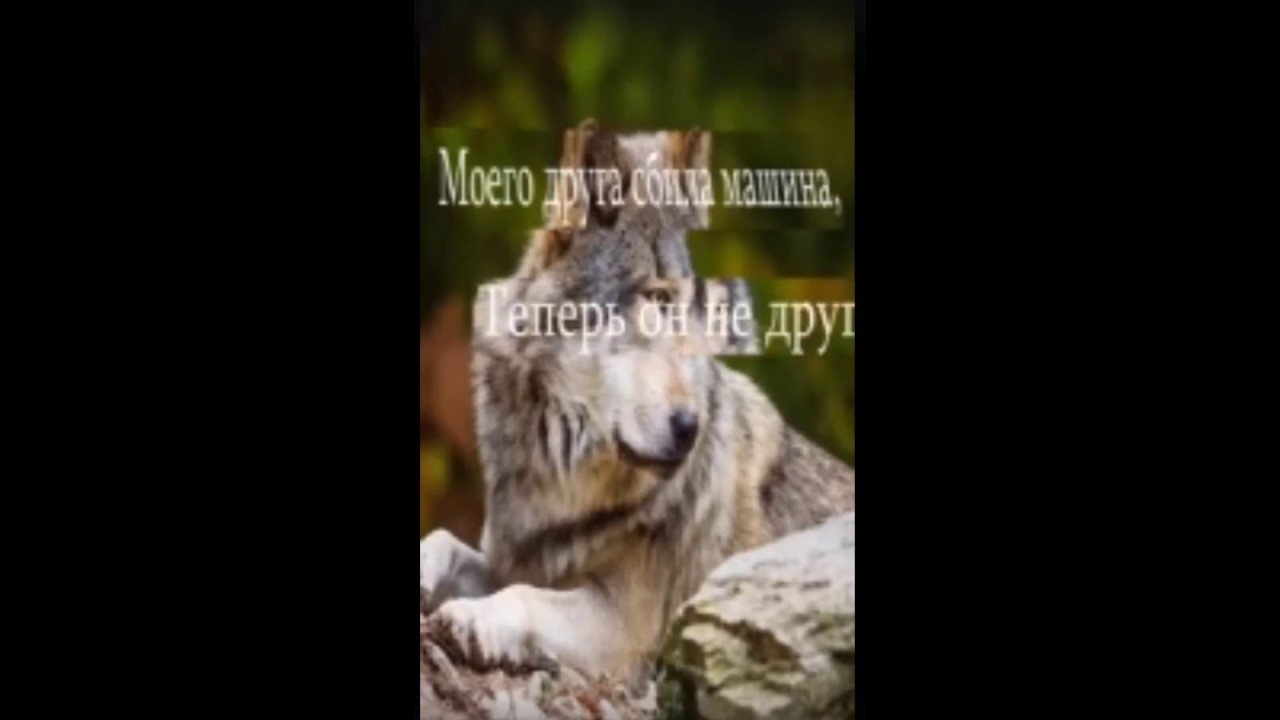 Шпица сбила машина