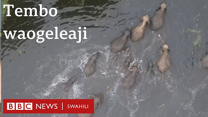 Je, tembo wanaweza kuogelea?