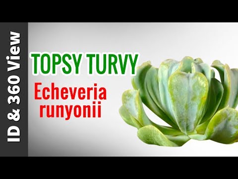 Video: Topsy Turvy Echeveria auginimas – sužinokite apie Topsy Turvy sukulentus