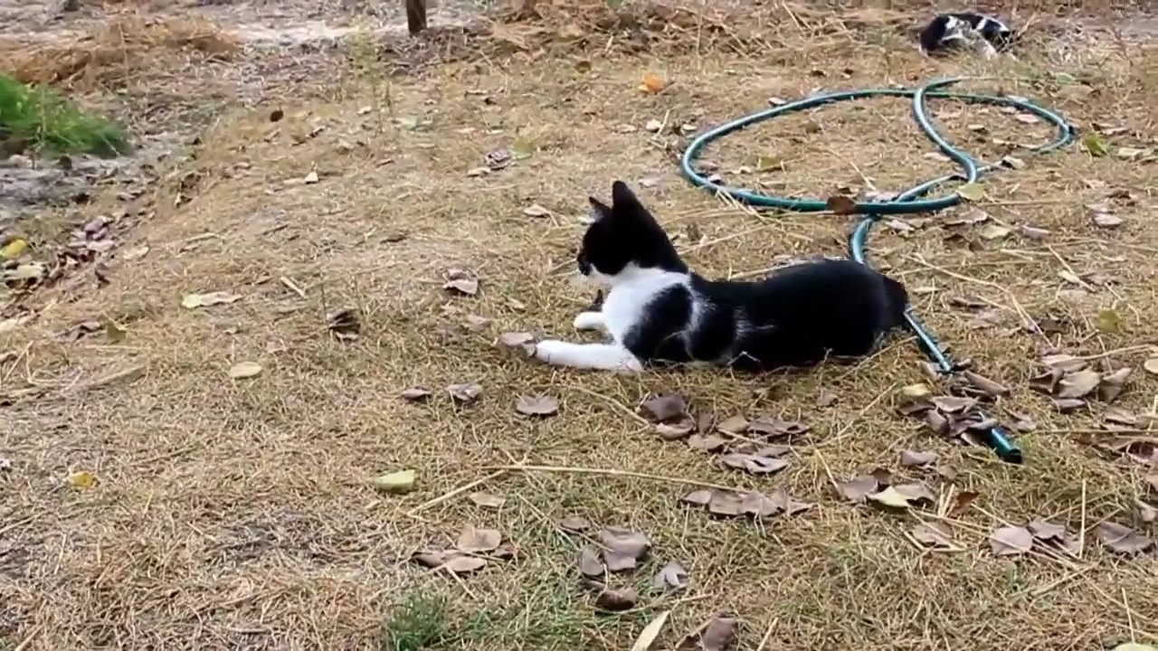 CAT HUNTING FOR MOLE! MOMENTS OF HUNTING! MOUSE HUNTING!  
