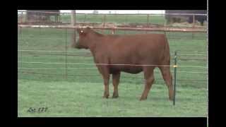 A 1 Land And Cattle Lot 177