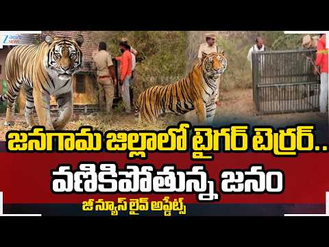 Tiger Tension in Jangaon.. Elusive Tiger Strikes Again, Kills Another Calf in Jangaon | Zee Telugu - ZEE24TELUGUNEWS
