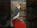 Cockatiel Sings Right After Coming Out His Cage #bird #cockatiel #parrot #yumyumthetiel