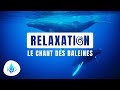 Le chant des baleines/ Ocean/ Nature/ Relaxation/ Sounds of Nature/ sound of the ocean/ whale song