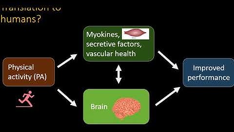 OHBM 2018 | Symposium | Michelle  Voss | Neurotrophic Factors and Structural and Functional Neurop…