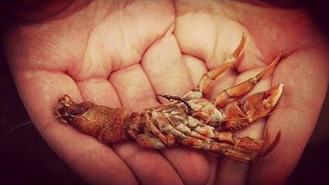 HOW TO USE HERMIT CRABS FOR SEA FISHING - USING HERMIT CRABS AS BAIT