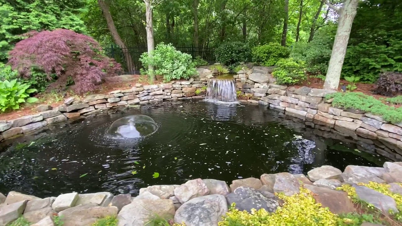 backyard pond - YouTube