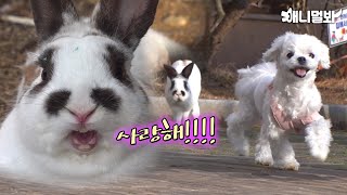 A Bunny Is Obsessed With Me… by SBS TV동물농장x애니멀봐 25,922 views 12 days ago 4 minutes, 22 seconds