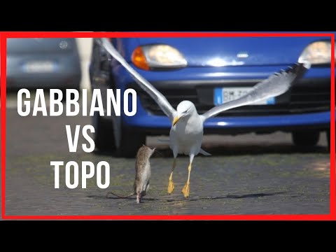 Video: Chi mangia un topo canguro?