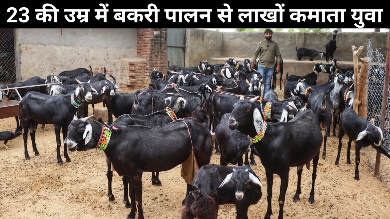 23 साल के इंजीनियर लड़के का सफल Goat Farming Business | Jakhrana Goat Farm | Goat Farming