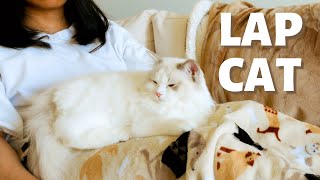 How to Turn Your Cat Into a Lap Cat | 6Step Tutorial to Get Your Cat Sit on Lap