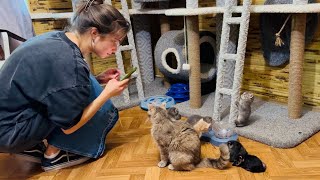 видео: Сюжет о ЗНАМЕНИТОЙ КОШКЕ МоноЛизе и ее детях снимает самый известный канал миллионник на Яндекс Дзен картинка: Сюжет о ЗНАМЕНИТОЙ КОШКЕ МоноЛизе и ее детях снимает самый известный канал миллионник на Яндекс Дзен