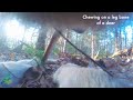 First-ever camera collar footage from a wild wolf