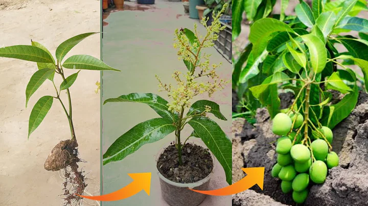 How to Grow a Mango Tree With a Store Bought-Mango Creative Explained