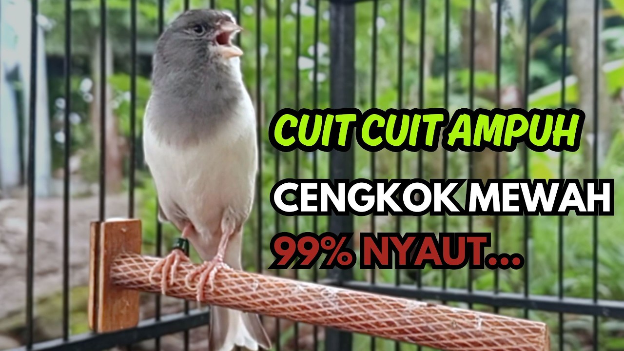 KENARI GACOR  Cuit CUIT BIRAHI SUARA Kenari MASTERAN TERBAIK UNTUK PANCINGAN & MASTERAN Kenari PAUD