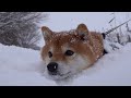 柴犬ハチ、予想を軽く超えてきた大雪で絶望する。