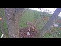 ACCIPITER GENTILIS. GOSHAWK. LIVE NEST CAM. FOOD IN NEST.