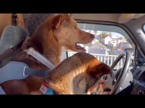 キャンピングカーでお出かけする野犬の子たち