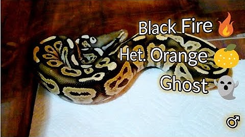 Black Fire Het. Orange Ghost ♂ | Ball Python | Update
