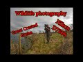 Wildlife photography. Great Crested Grebe. Nikon D7500.