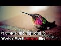 The Most Stunning Bird On Earth.[HINDI]